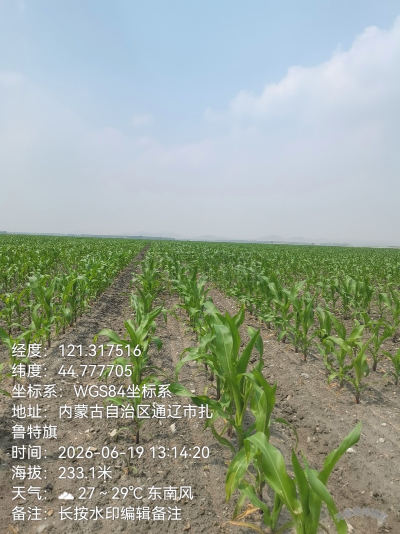 大量出售玉米青贮