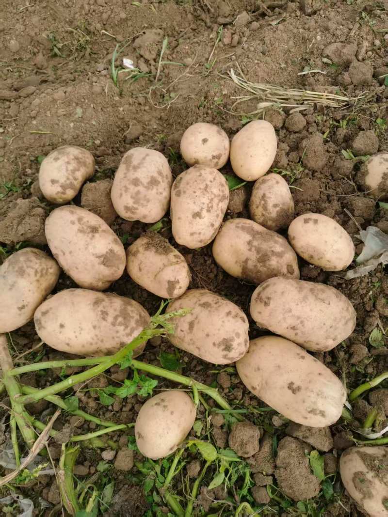 黄皮黄心土豆大量有货产地直销价格实惠服务周到