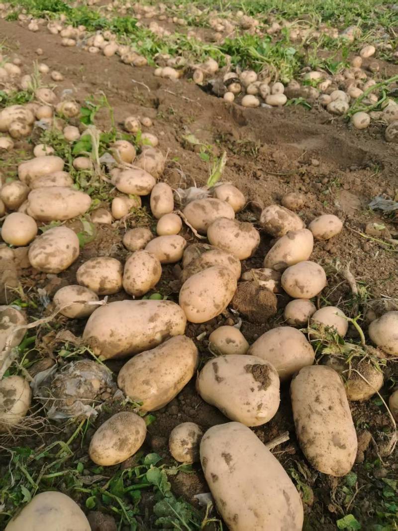 黄皮黄心土豆大量有货产地直销价格实惠服务周到