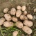 精品沃土5号土豆货源充足量大从优质量保证欢迎咨询