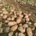 精品沃土5号土豆货源充足量大从优质量保证欢迎咨询