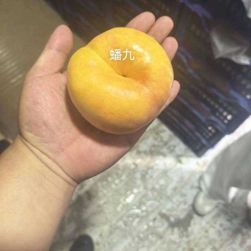 蟠桃四万斤出售