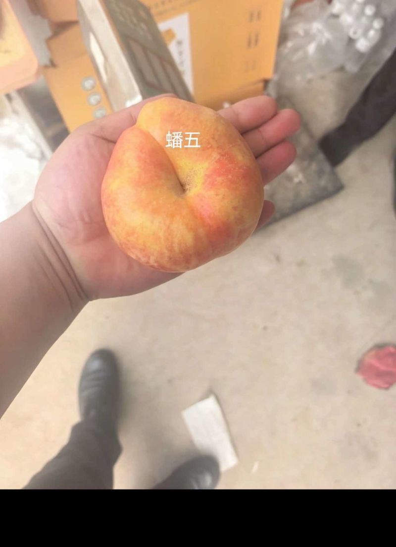 蟠桃四万斤出售