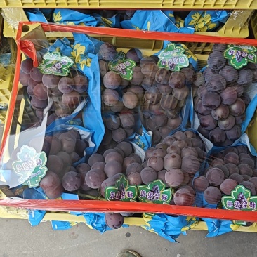 藤稔葡萄，甬优葡萄，阳光玫瑰，油桃，秋月梨
