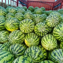 精品京欣麒麟西瓜，大量上市，产地直发，货源充足