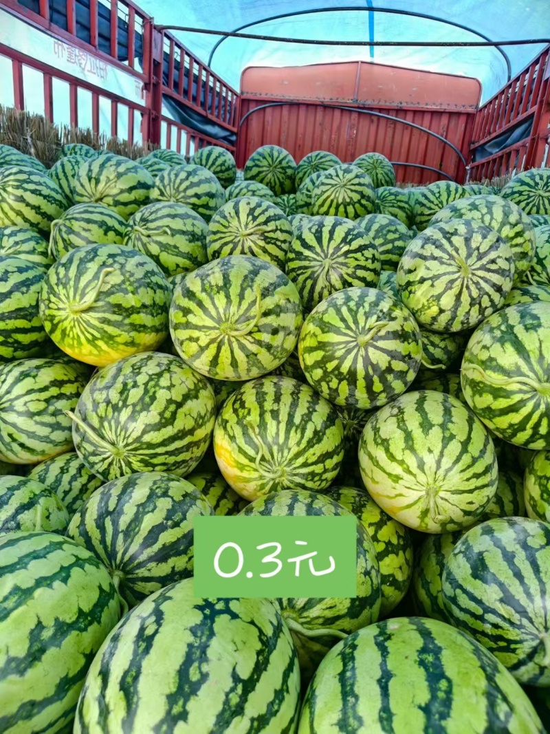 美都西瓜头茬麦茬陆地瓜原产地河南省太康县板桥镇，发往全国