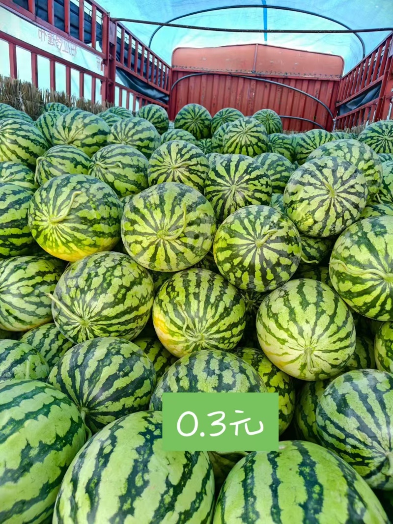 美都西瓜头茬麦茬陆地瓜原产地河南省太康县板桥镇，发往全国