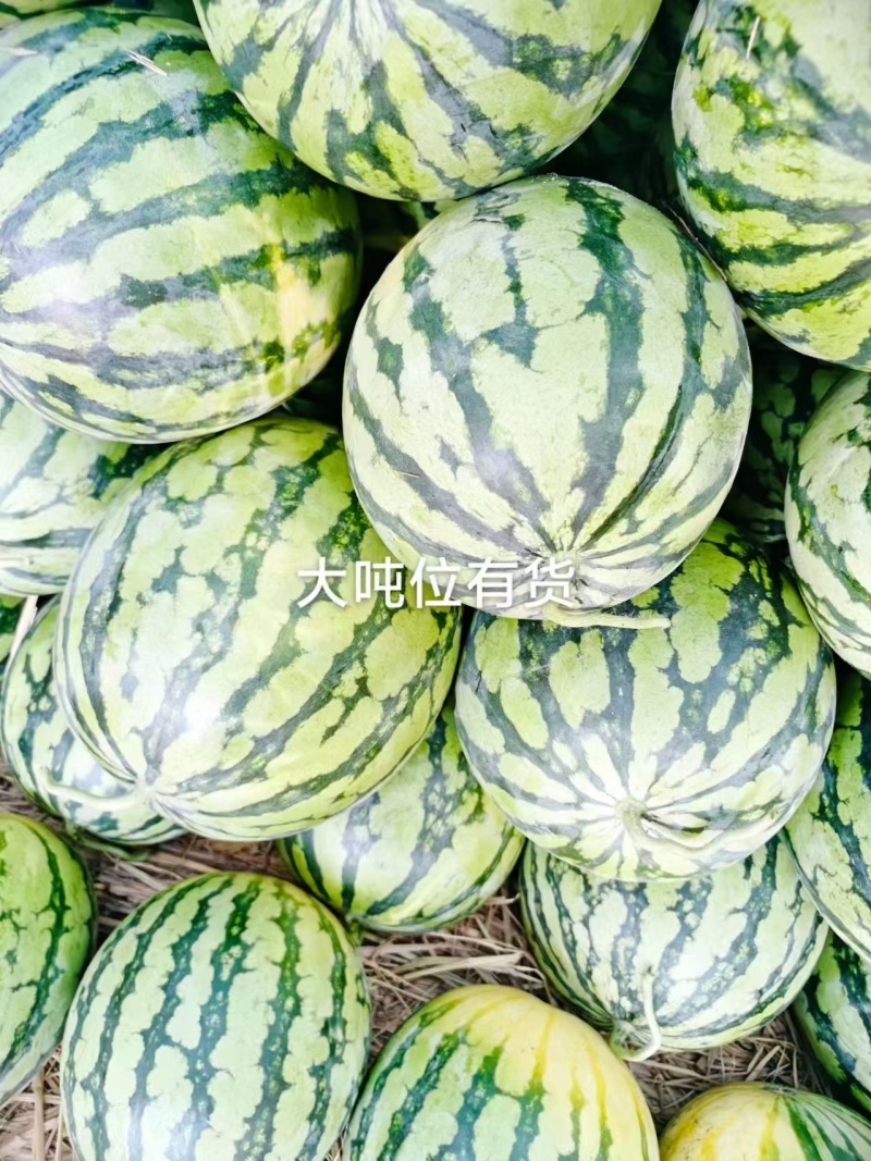美都西瓜头茬麦茬陆地瓜原产地河南省太康县板桥镇，发往全国