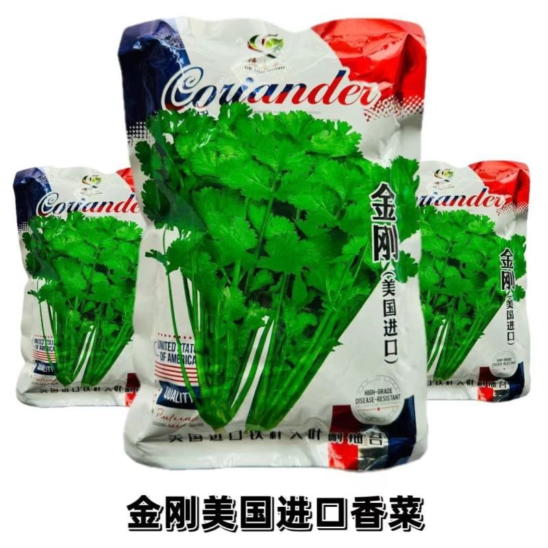 四季大叶香菜籽阳台盆栽四季耐热芫荽种子蔬菜种孑农家庭院菜