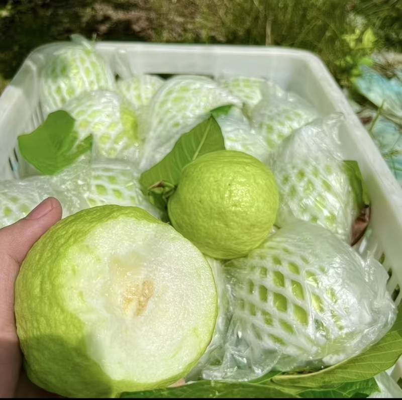 台湾白心珍珠芭乐