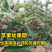 中微量元素水溶肥钙镁硼锌铁螯合型颗粒剂