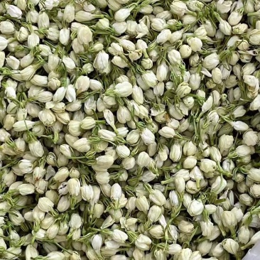 横县茉莉花蕾干