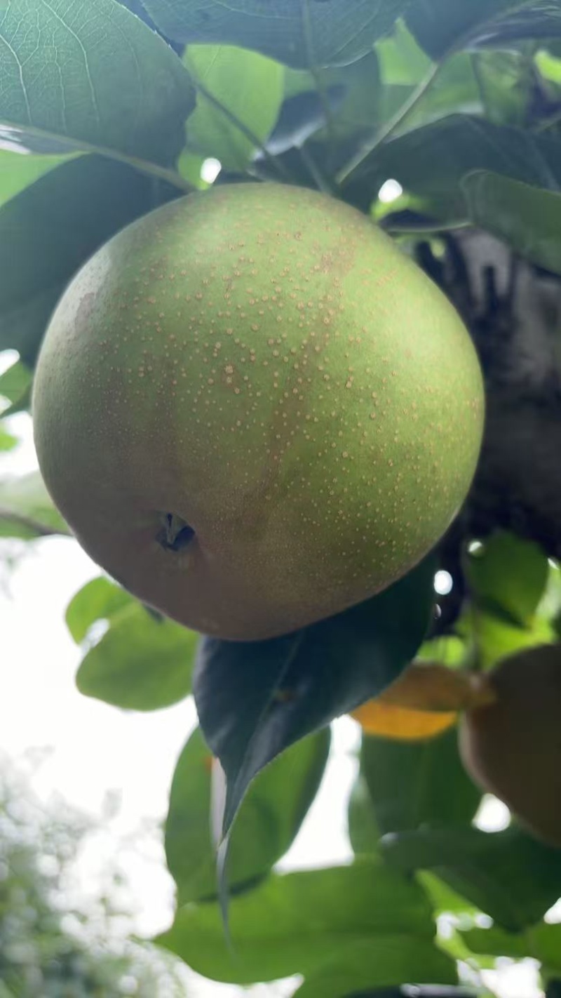 上海庄行蜜梨