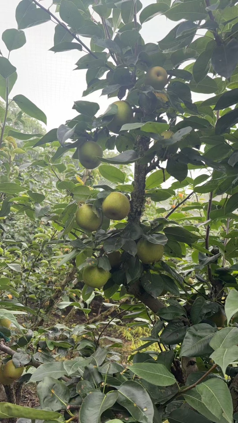 上海庄行蜜梨