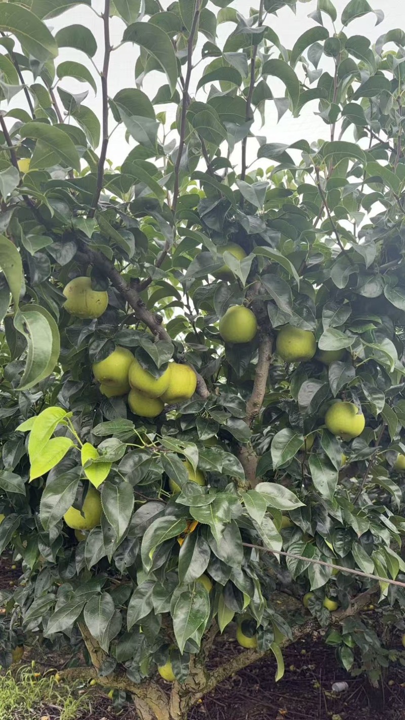 上海庄行蜜梨