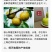 上海庄行蜜梨