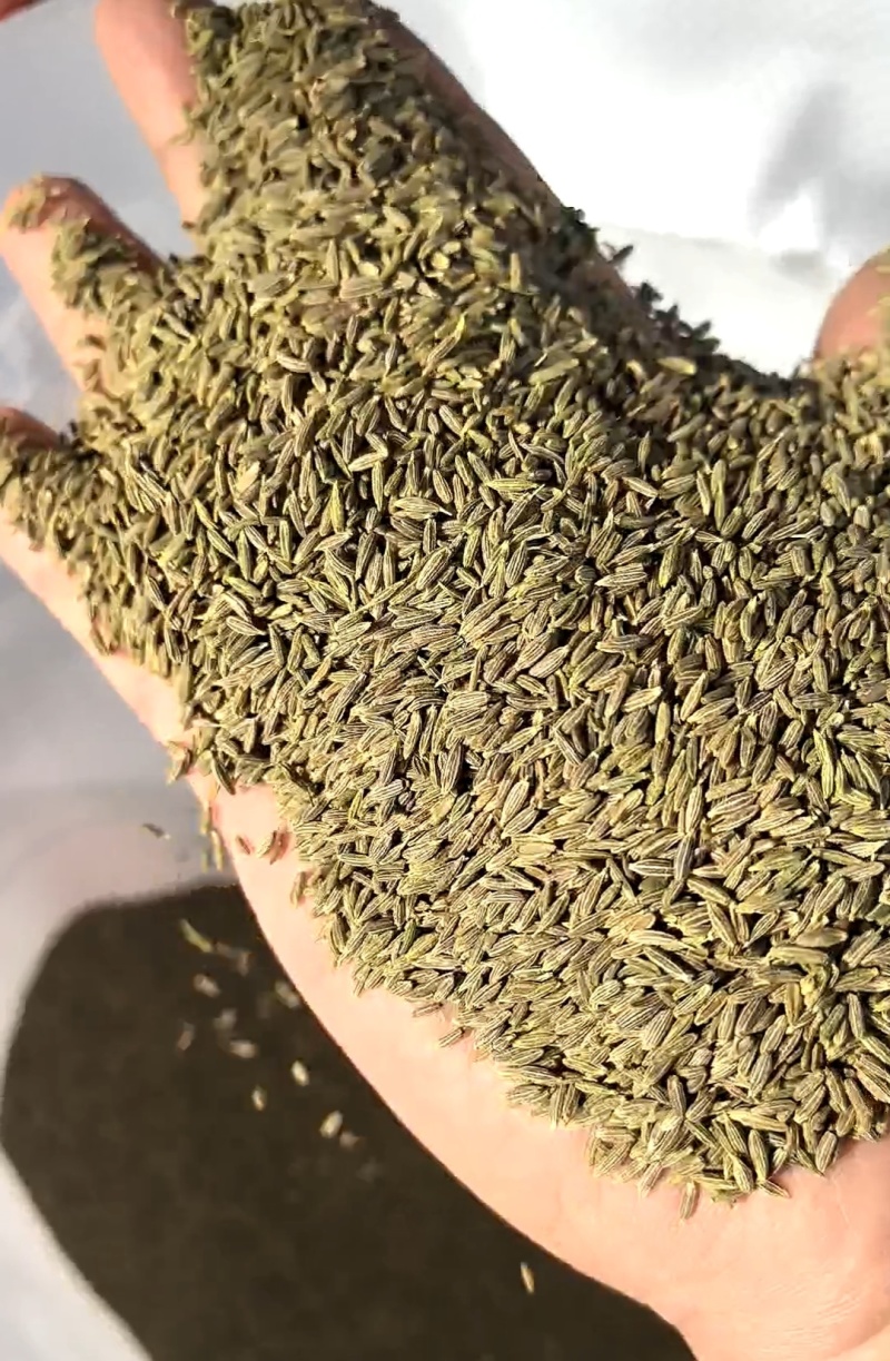 新疆孜然（可磨粉，细粉、半颗粒等）
