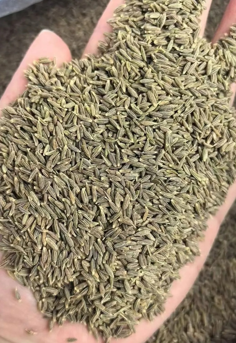新疆孜然（可磨粉，细粉、半颗粒等）