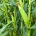 地头直发糯玉米颗颗饱满水分足量大可优惠