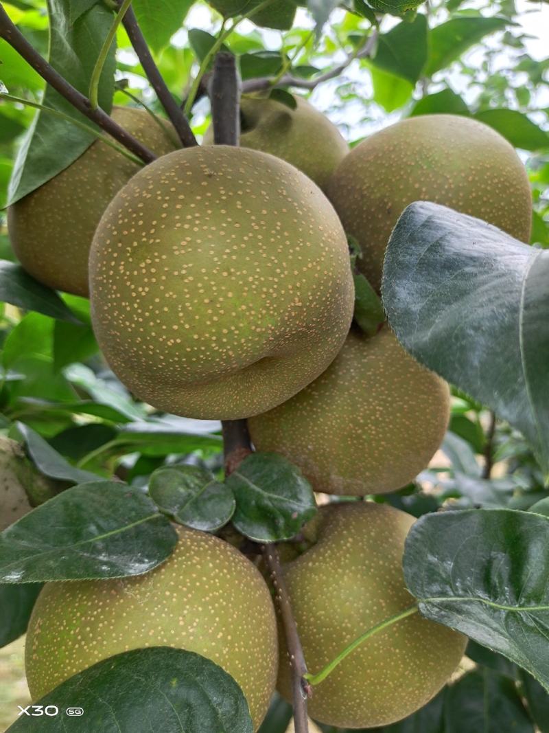 翠冠梨