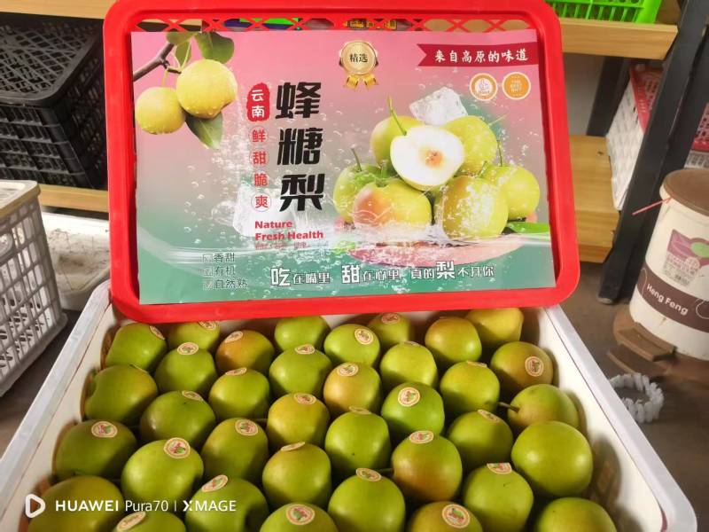 云南红河泸西蜂糖梨、丁香梨、早白蜜