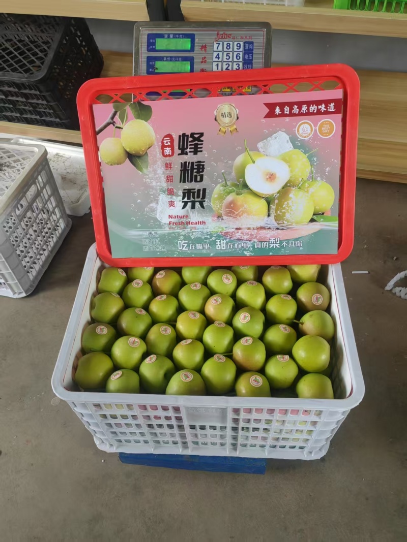 云南红河泸西蜂糖梨、丁香梨、早白蜜