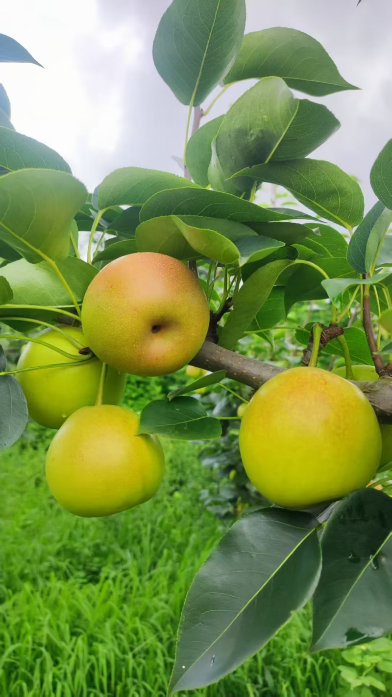 云南红河泸西蜂糖梨、丁香梨、早白蜜
