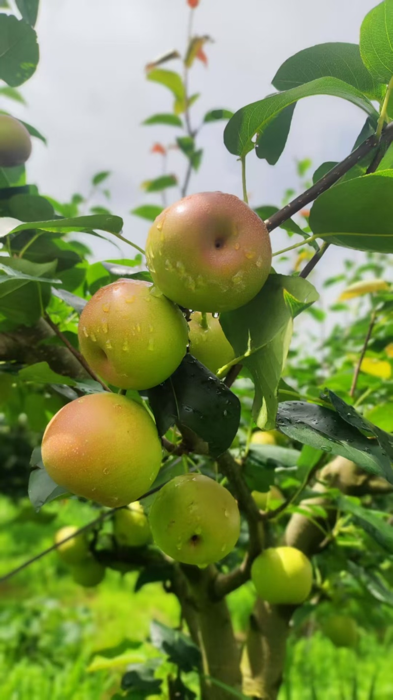 云南红河泸西蜂糖梨、丁香梨、早白蜜