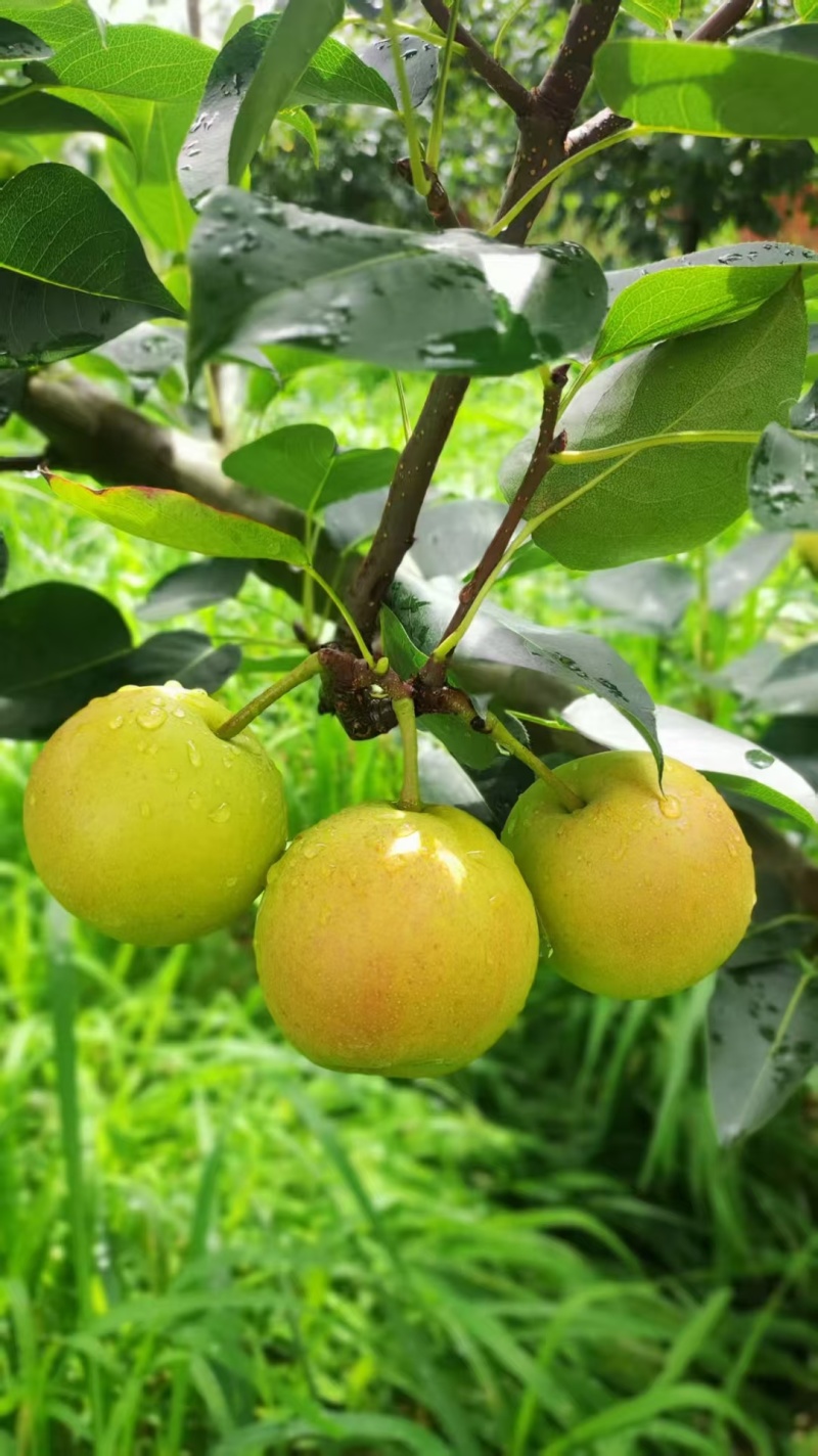 云南红河泸西蜂糖梨、丁香梨、早白蜜