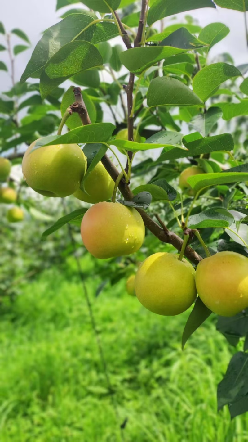 云南红河泸西蜂糖梨、丁香梨、早白蜜