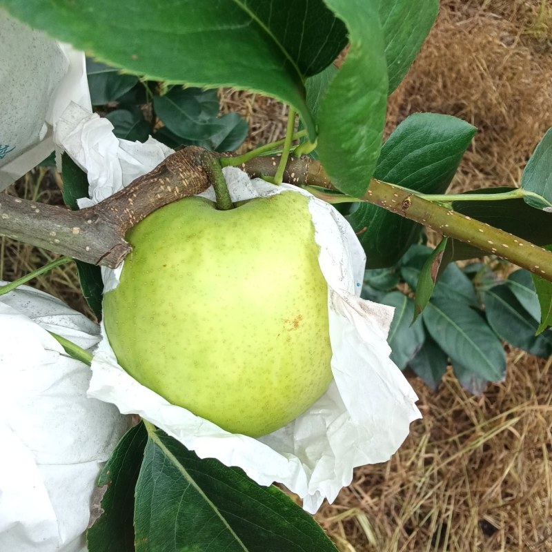 翠冠梨