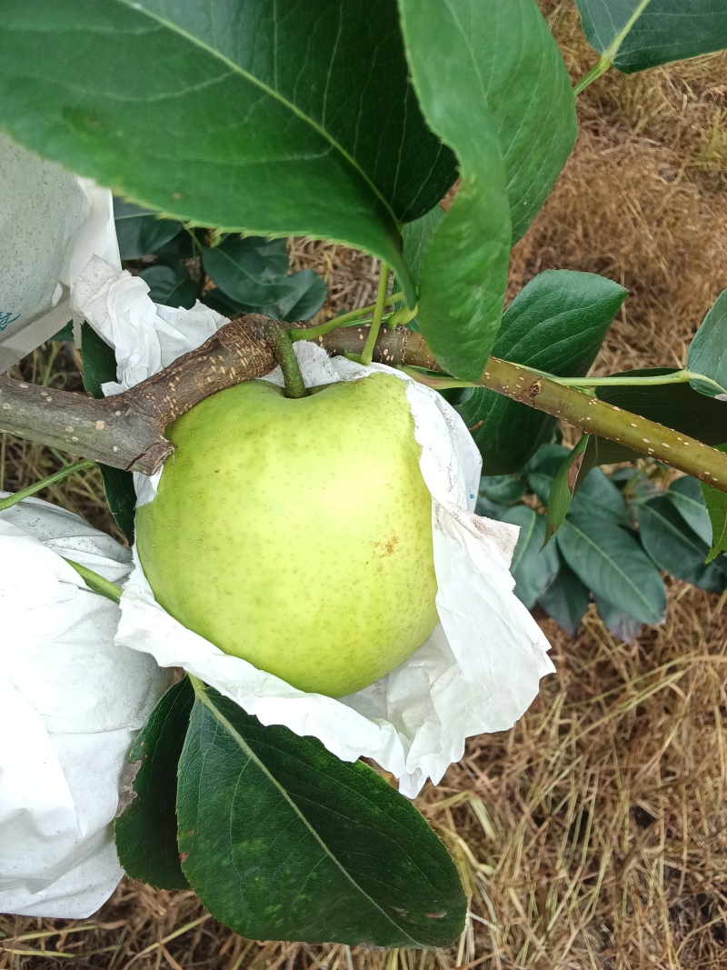 翠冠梨