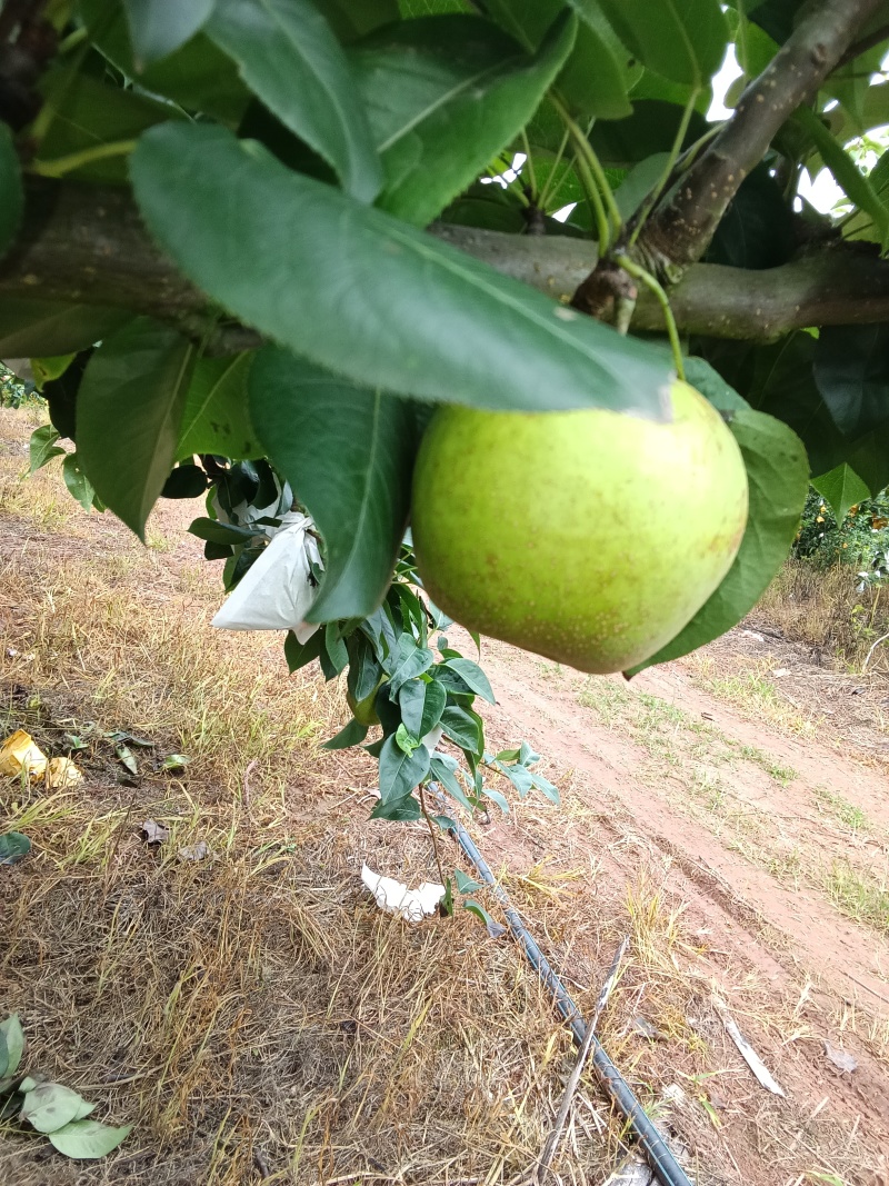 翠冠梨