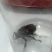 独角仙