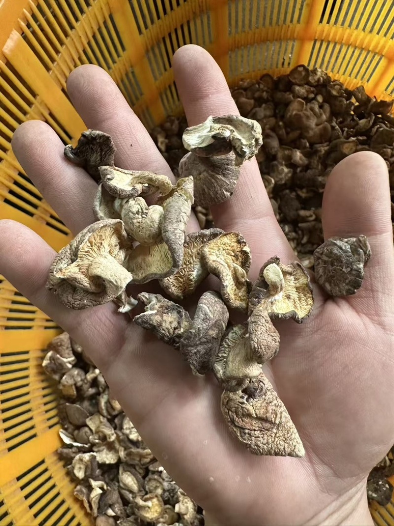 干香菇碎片香菇大片香菇香菇小碎片干香菇香菇片