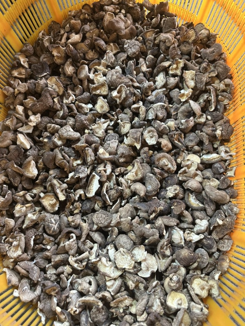 干香菇碎片香菇大片香菇香菇小碎片干香菇香菇片