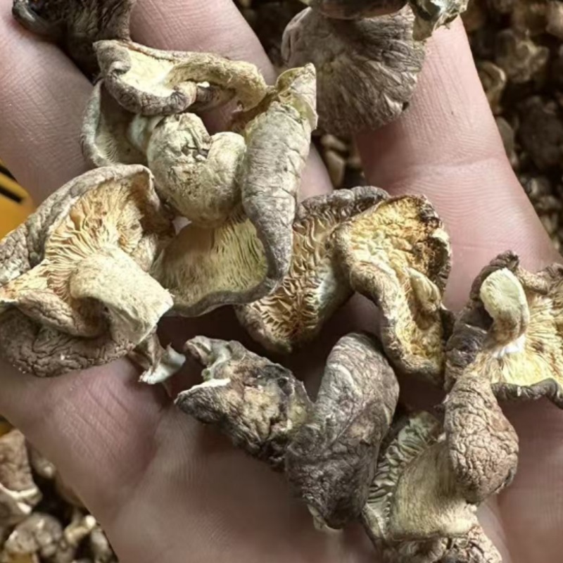 干香菇碎片香菇大片香菇香菇小碎片干香菇香菇片