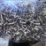 瓶栽鹿茸菇