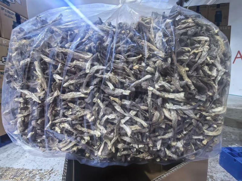 瓶栽鹿茸菇
