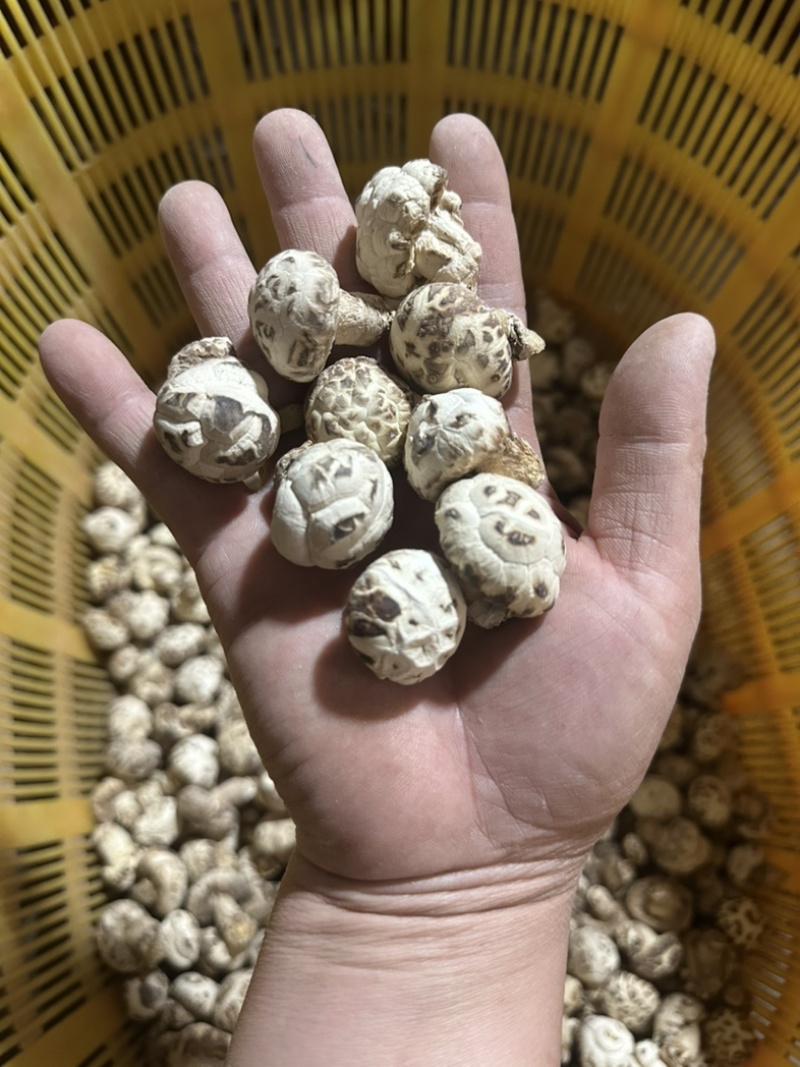 泌阳花菇花菇白花菇天白花菇茶花菇规格齐全产地直供