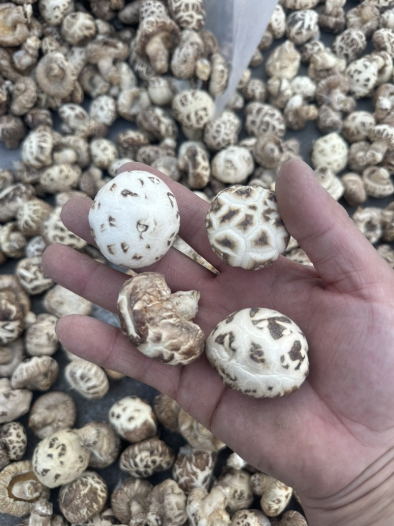 泌阳花菇花菇白花菇天白花菇茶花菇规格齐全产地直供