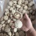 泌阳花菇花菇白花菇天白花菇茶花菇规格齐全产地直供