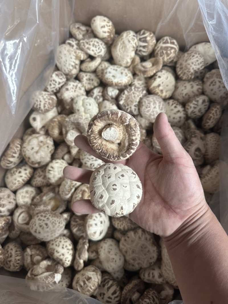 泌阳花菇花菇白花菇天白花菇茶花菇规格齐全产地直供