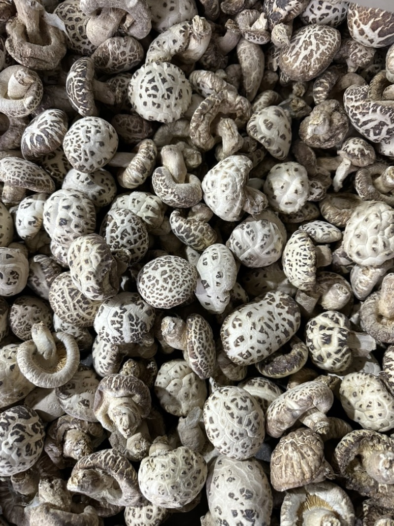 泌阳花菇花菇白花菇天白花菇茶花菇规格齐全产地直供