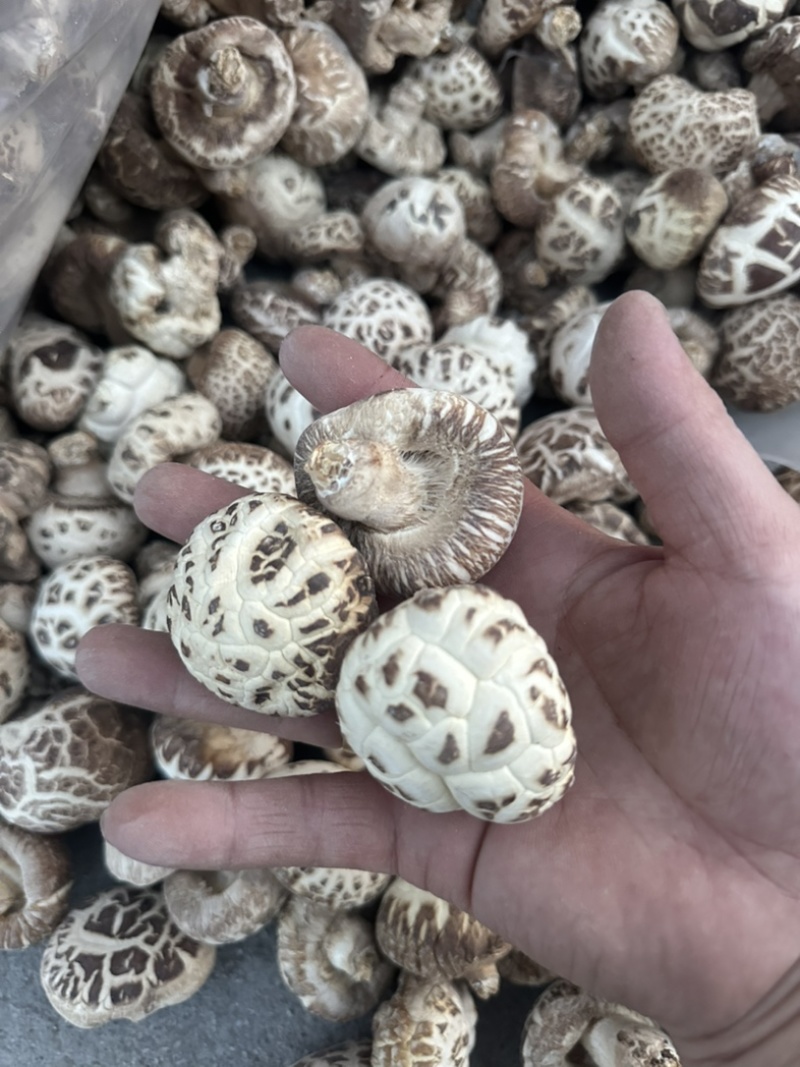 泌阳花菇花菇白花菇天白花菇茶花菇规格齐全产地直供