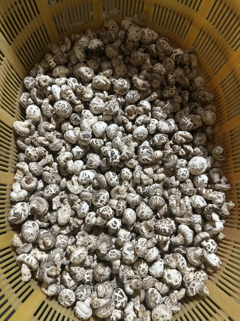 泌阳花菇花菇白花菇天白花菇茶花菇规格齐全产地直供
