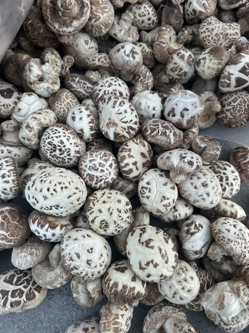泌阳花菇花菇白花菇天白花菇茶花菇规格齐全产地直供