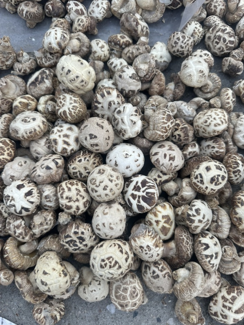 泌阳花菇花菇白花菇天白花菇茶花菇规格齐全产地直供