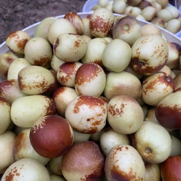 大荔冬枣