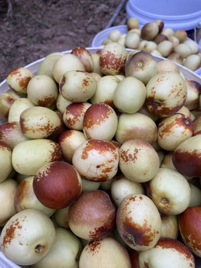 大荔冬枣